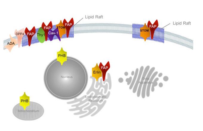 Fibroblast activation protein, alpha The stromal cellsurface protease fibroblast activation protein