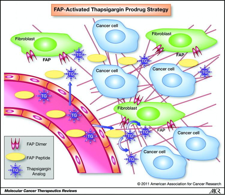 Fibroblast activation protein, alpha Rationale Behind Targeting Fibroblast Activation ProteinExpressing