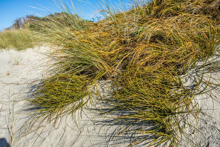 Ficinia spiralis Golden sand sedge Southern Alps Photography