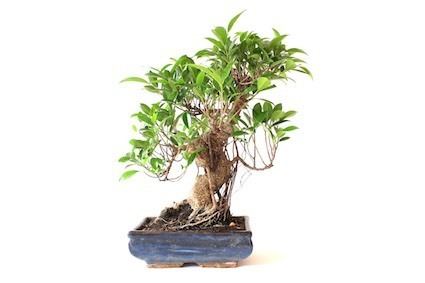 Ficus Care guide for the Ficus Bonsai tree Ficus Retusa Ginseng Fig