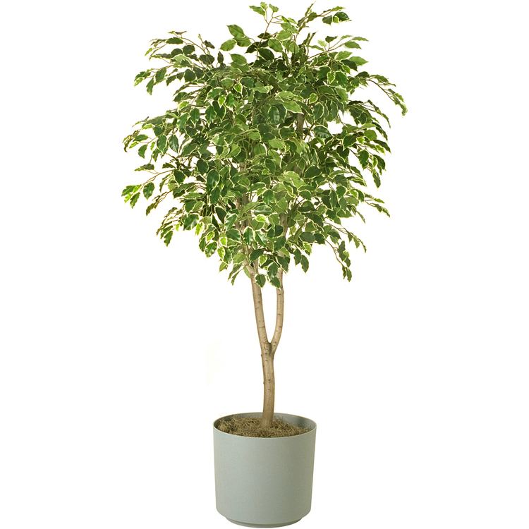 Ficus HawaiianFicusTreejpg