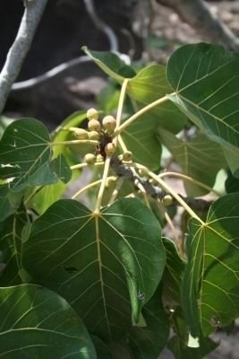 Ficus abutilifolia Ficus abutilifolia Useful Tropical Plants