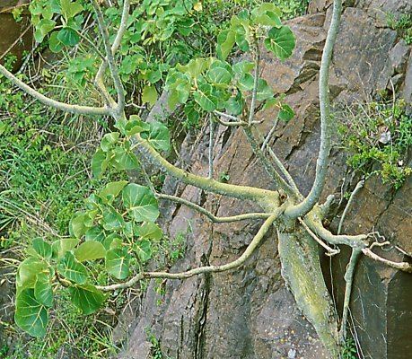 Ficus abutilifolia Ficus abutilifolia FigWeb