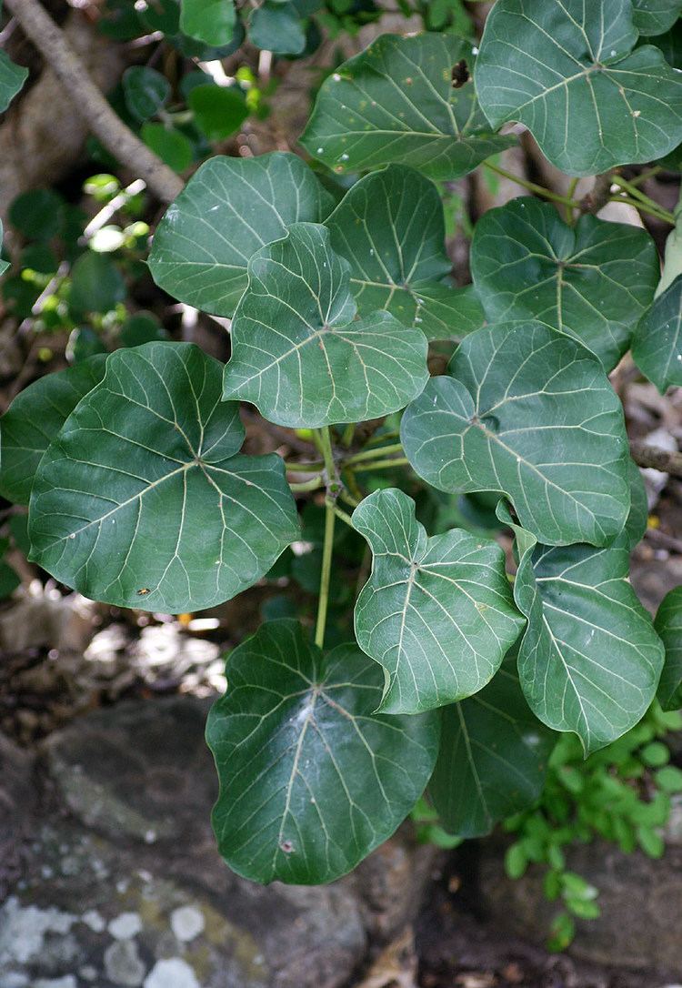 Ficus abutilifolia Flora of Mozambique Species information individual images Ficus