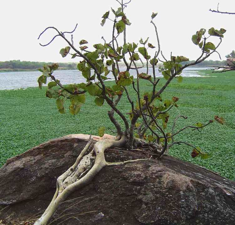 Ficus abutilifolia Flora of Mozambique Species information individual images Ficus