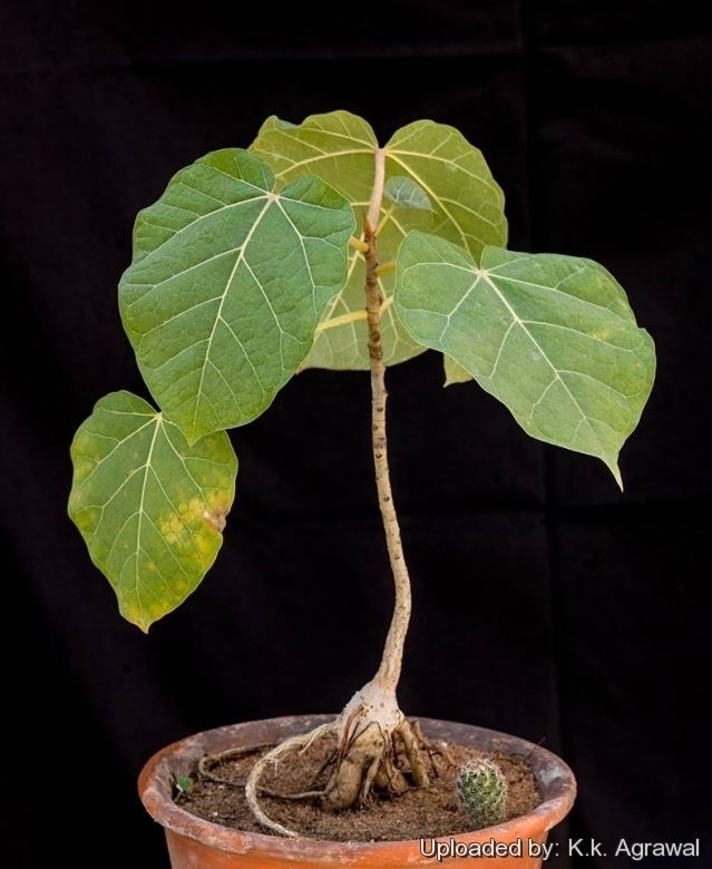 Ficus abutilifolia Ficus abutilifolia