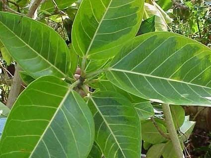 Ficus altissima Ficus altissima variegated Glasshouse Works