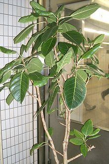 Ficus altissima httpsuploadwikimediaorgwikipediacommonsthu
