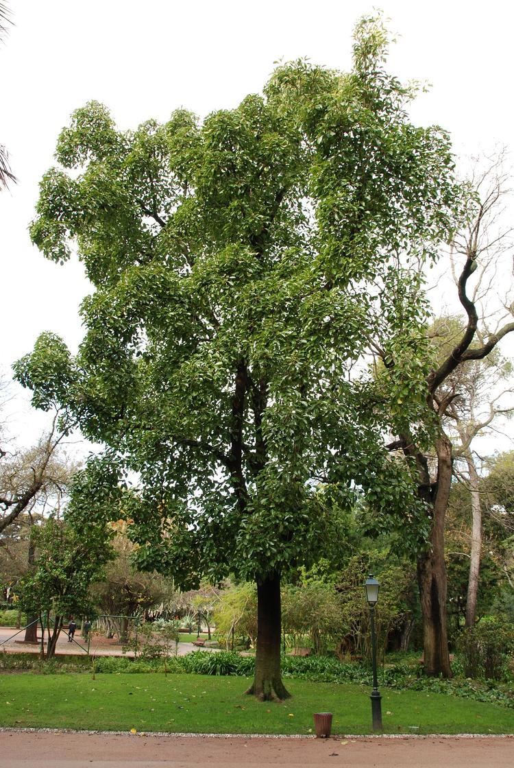 Ficus altissima Ficus altissima Images Useful Tropical Plants