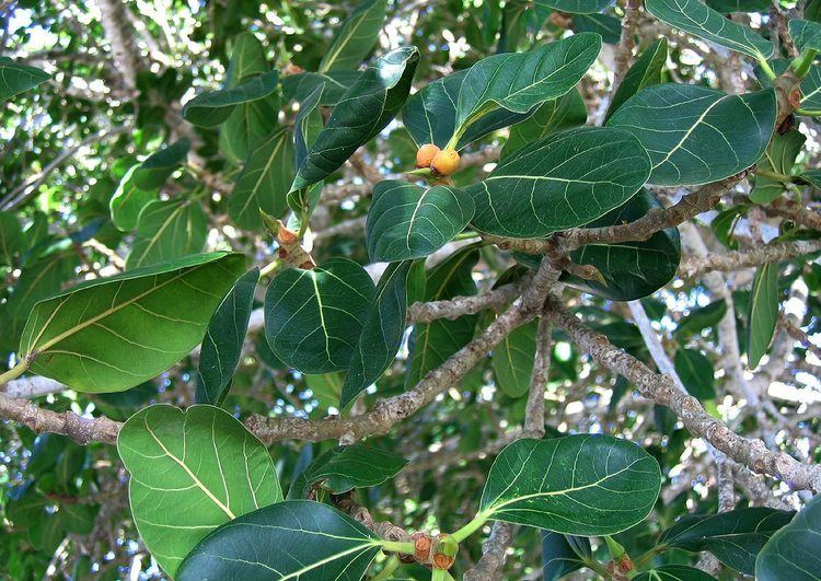 Ficus altissima Flora of Mozambique Cultivated species information individual