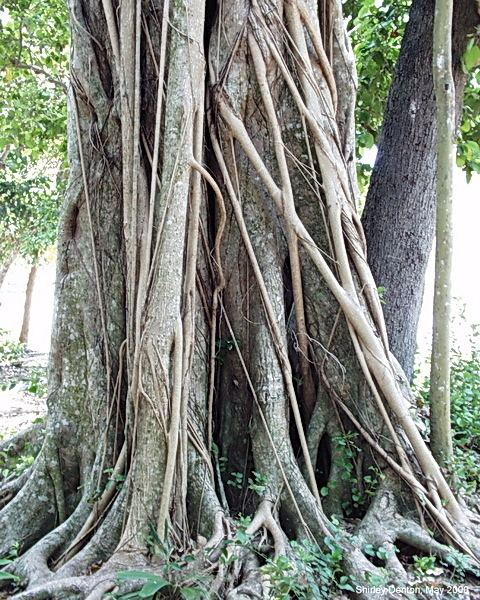 Ficus aurea Florida Native Plant Society