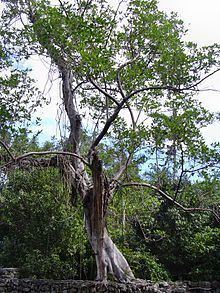 Ficus aurea httpsuploadwikimediaorgwikipediacommonsthu
