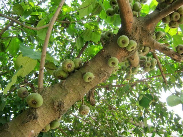 Ficus auriculata Roxburgh fig Ficus auriculata Feedipedia