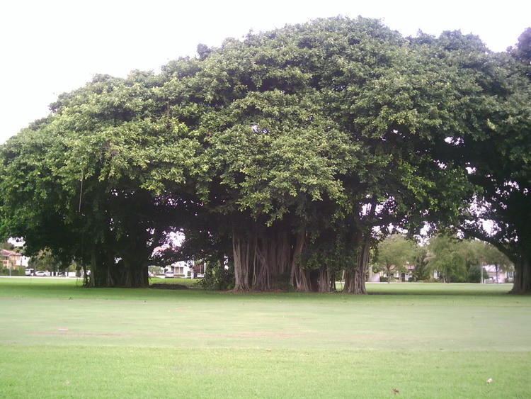 Ficus benghalensis Trees Planet Ficus benghalensis Banyan Tree