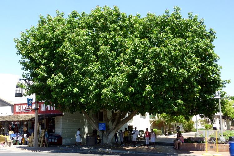 Ficus benghalensis Ficus benghalensisjpg