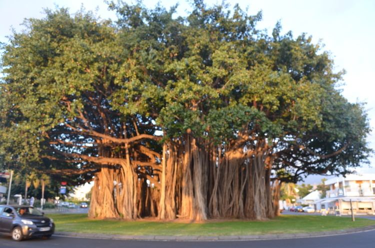 Ficus benghalensis Ficus benghalensis Album on Imgur