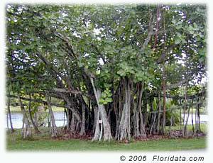 Ficus benghalensis floridatacomstaticimagesfficube1jpg