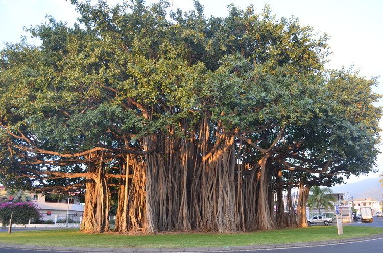 Ficus benghalensis Ficus benghalensis Album on Imgur