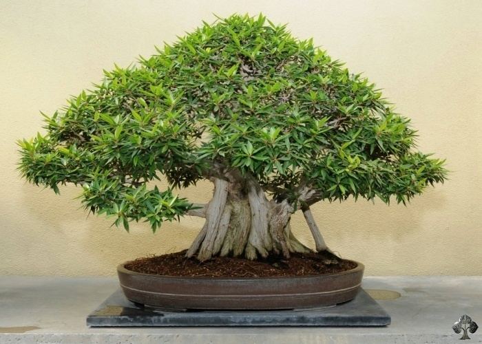 Ficus Care guide for the Ficus Bonsai tree Ficus Retusa Ginseng Fig