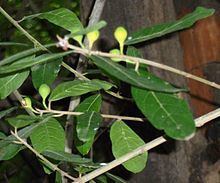 Ficus capreifolia httpsuploadwikimediaorgwikipediacommonsthu