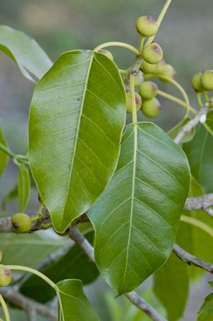 Ficus citrifolia IRC Natives for Your Neighborhood