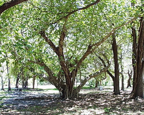 Ficus citrifolia Florida Native Plant Society