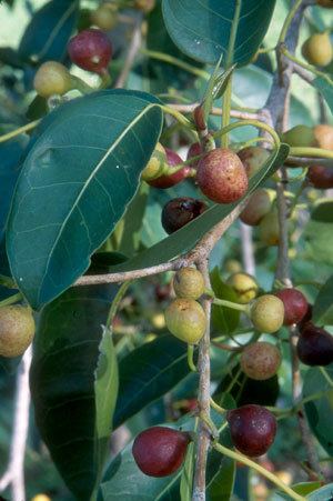 Ficus citrifolia IRC Natives for Your Neighborhood
