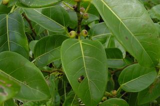 Ficus citrifolia Ficus citrifolia Wild banyantree Discover Life mobile