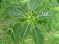 Ficus citrifolia httpsuploadwikimediaorgwikipediacommonsthu