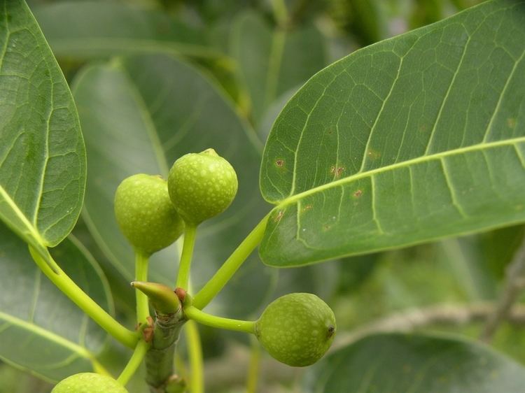 Ficus citrifolia Leon Levy Native Plant Preserve Plant Listings Ficus citrifolia