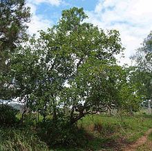 Ficus coronata httpsuploadwikimediaorgwikipediacommonsthu