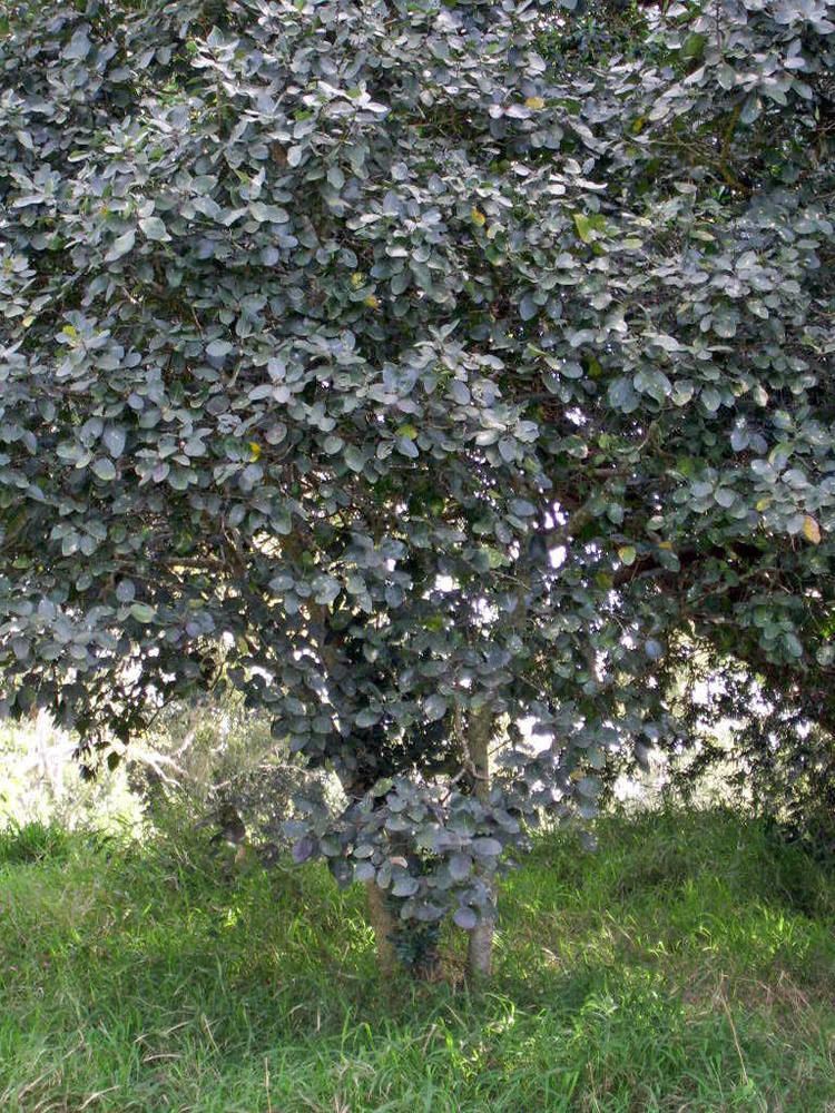 Ficus coronata The three sandpaper figs native to Moggill moggblog