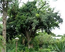 Ficus craterostoma httpsuploadwikimediaorgwikipediacommonsthu