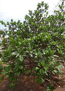 Ficus cyathistipula httpsuploadwikimediaorgwikipediacommonsthu