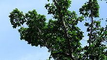 Ficus cyclophylla httpsuploadwikimediaorgwikipediacommonsthu