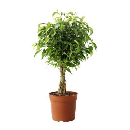 Ficus FICUS BENJAMINA 39NATASJA39 Potted plant Weeping fig 12 cm IKEA