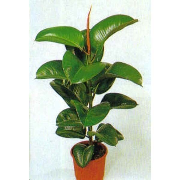 Ficus elastica Ficus Elastica Decora Seeds Ficus Elastica Seeds Rubber Tree Seeds