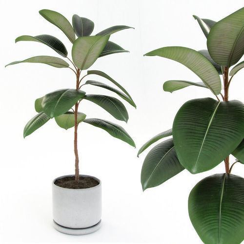 Ficus elastica Ficus elastica decora small 3D Model MAX OBJ 3DS FBX MTL CGTradercom