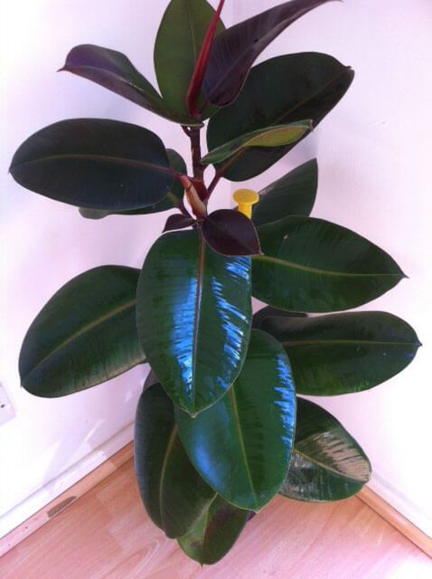 Ficus elastica Ficus elastica Rubber Plant Our House Plants