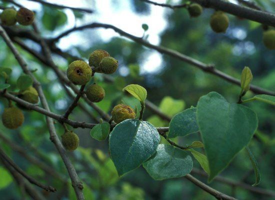 Ficus exasperata Ficus exasperata FigWeb