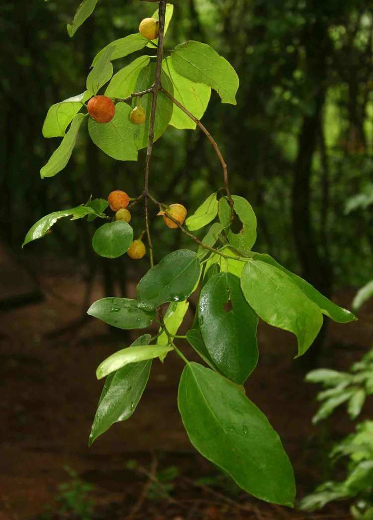 Ficus exasperata Flora of Zimbabwe Species information individual images Ficus