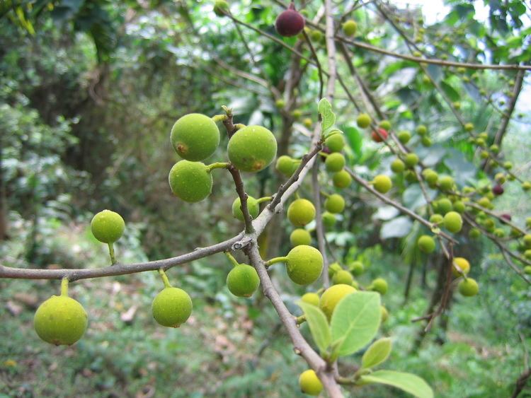 Ficus exasperata FileFicus exasperata 15jpg Wikimedia Commons