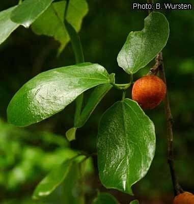 Ficus exasperata Protabase Record