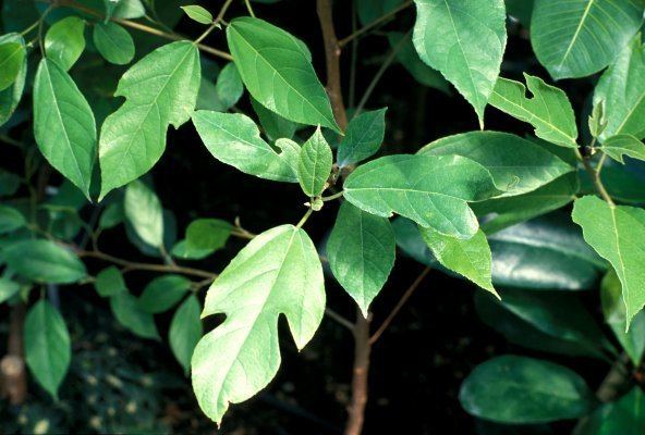 Ficus exasperata Ficus exasperata FigWeb