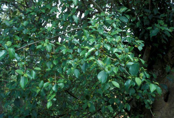 Ficus exasperata Ficus exasperata FigWeb