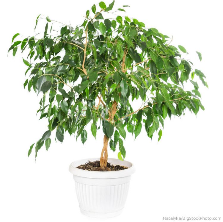 Ficus Weeping fig ficus benjamina My House Plants