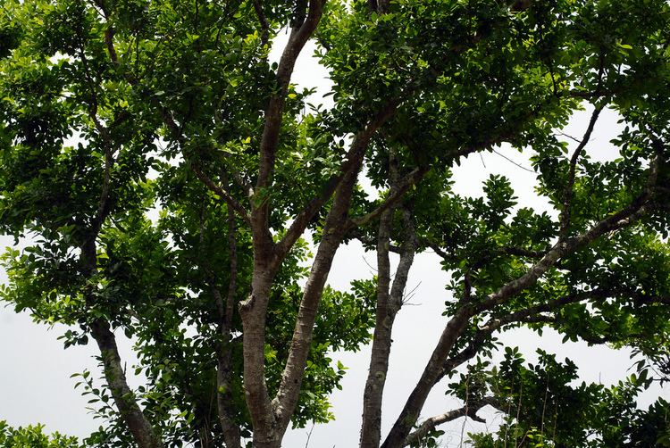Ficus fraseri Ficus fraseri Sandpaper Fig in remnant dry subtropical RF Flickr