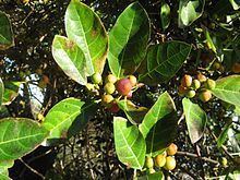 Ficus fraseri httpsuploadwikimediaorgwikipediacommonsthu