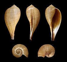 Ficus (gastropod) httpsuploadwikimediaorgwikipediacommonsthu