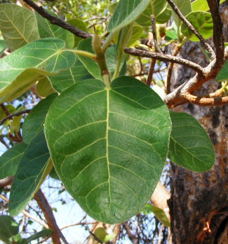 Ficus glumosa Flora of Zambia Species information individual images Ficus glumosa